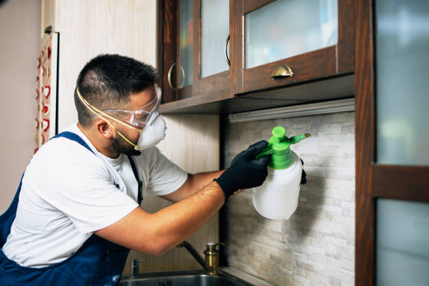 Best Flea Control Services  in Brusly, LA
