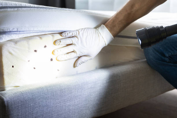 Best Wasp Removal Services  in Brusly, LA