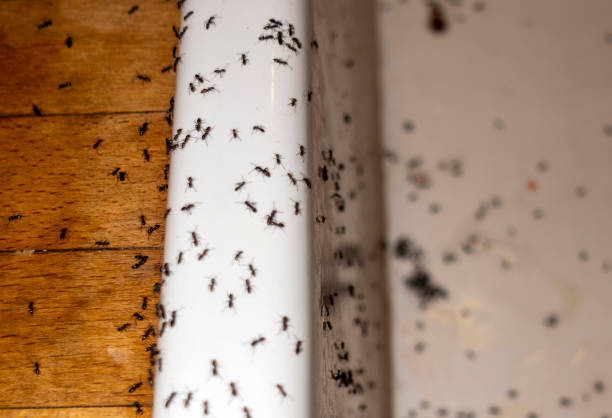 Best Wildlife Control Services  in Brusly, LA