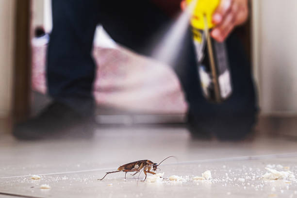 Best Affordable Pest Control Services  in Brusly, LA