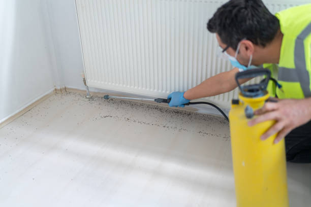 Best Ant Control Services  in Brusly, LA